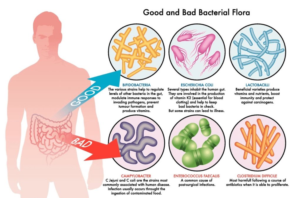 人体内有益菌和有害菌的示意图，图/healthy-holistic-living.com