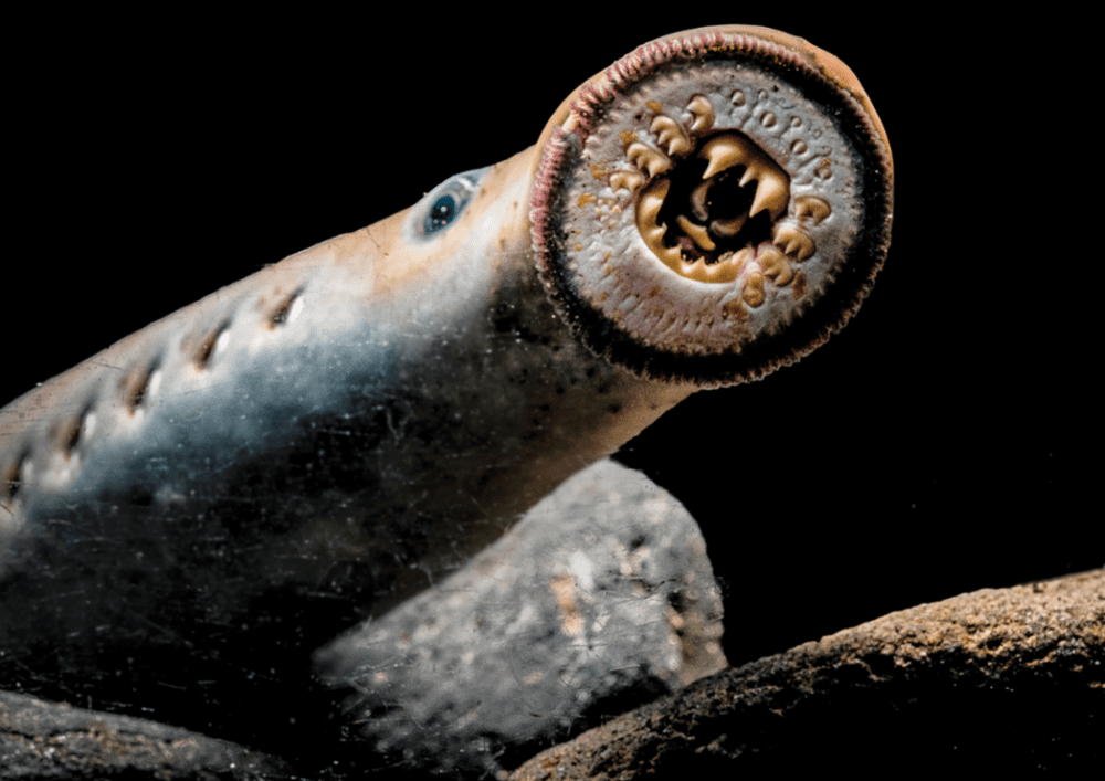 七鳃鳗是一种圆口纲的生物。没有颌，里面长满了锋利的牙齿，这是古代鱼祖先所具有的特征之一。鳃在里面呈袋形的原始状态，腮穴左右各七个，排列在眼睛后面。© High Country News