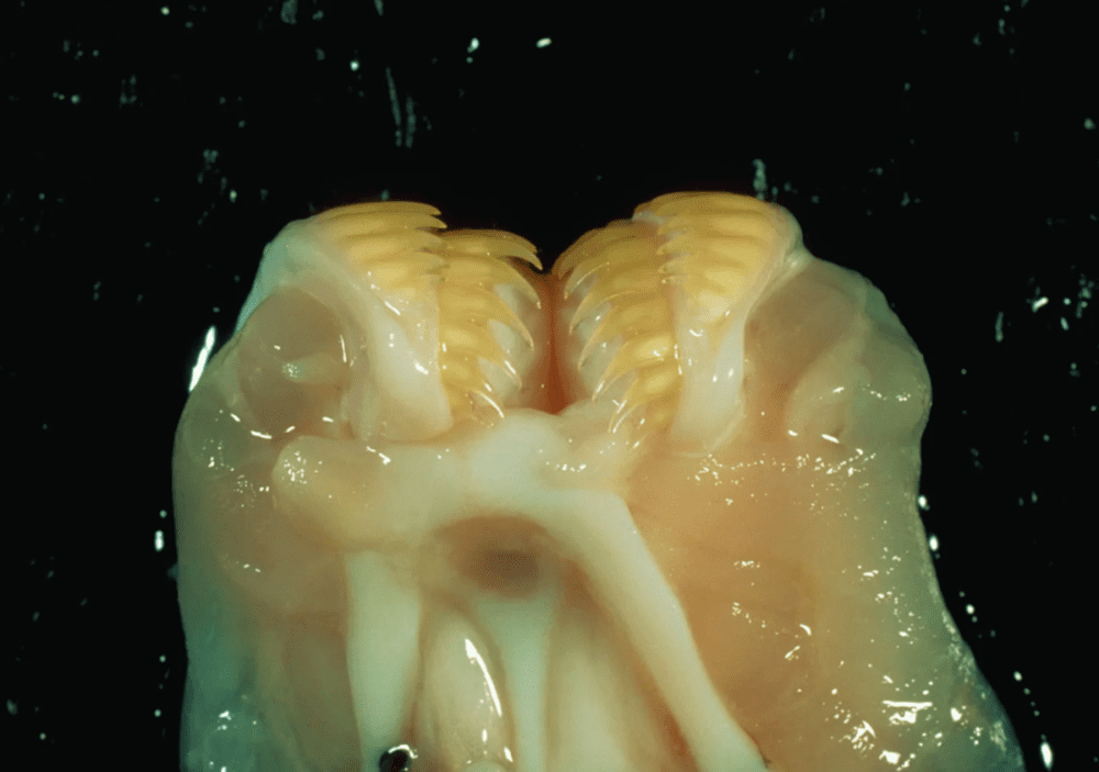 这张盲鳗的特写与恐怖电影《异形魔怪》（Tremors，1990）海报极为相似。© BRANDON D. COLE/CORBIS
