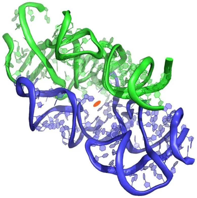 图2：原始核糖体的3D结构<sup label=图片备注 class=text-img-note>[6]</sup>    <br>