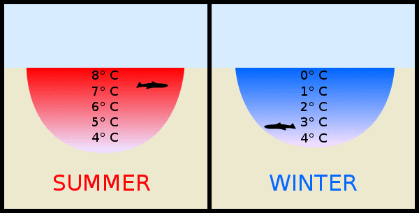 湖水底部温度为4℃。图源：https://wtamu.edu/~cbaird/sq/images/lake_temp.png<br>