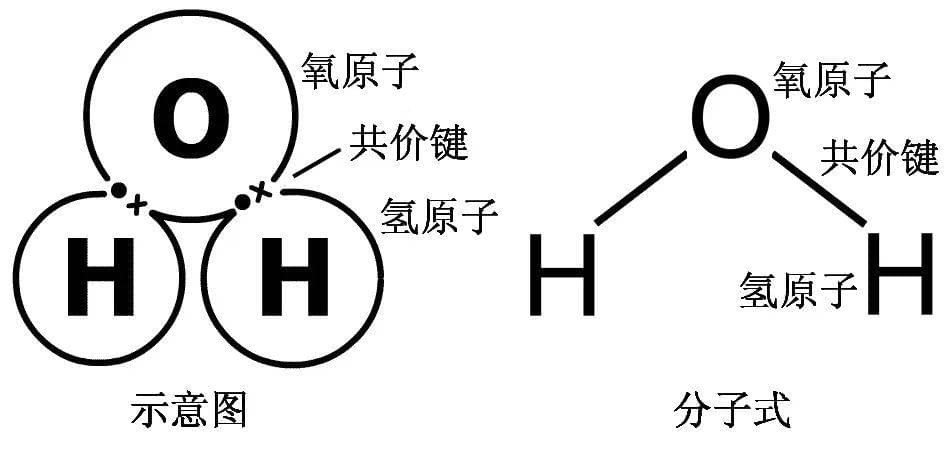 氧原子和氢原子通过共价键结合形成水分子。图源：科普中国<br>