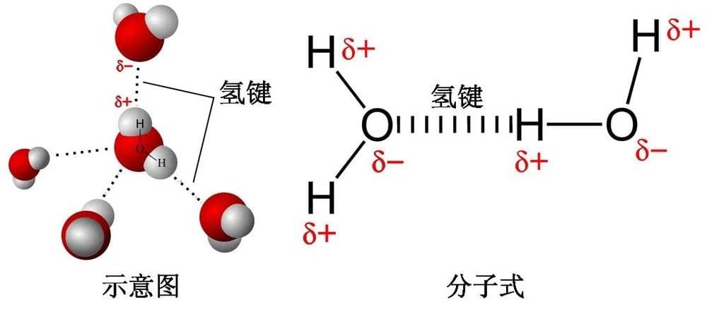 水分子间氢键的形成。图源：科普中国