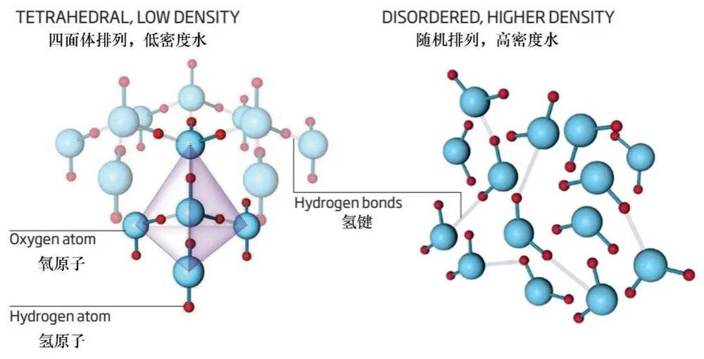 水有两种结构。图源：New Scientists<br>