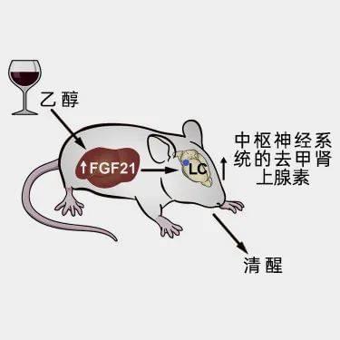FGF21的作用机制示意图。（图/Cell Metabolism）<br>