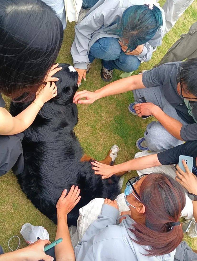 伯恩山犬又大又暖，是很多小女孩的梦中情狗。/小红书截图@伯恩山老虎崽和金毛啊宝