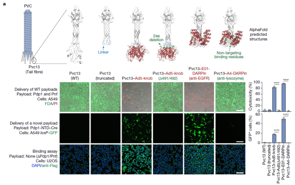AlphaFold预测和改造Pvc13，以改变PVC系统的宿主细胞靶向性<br>