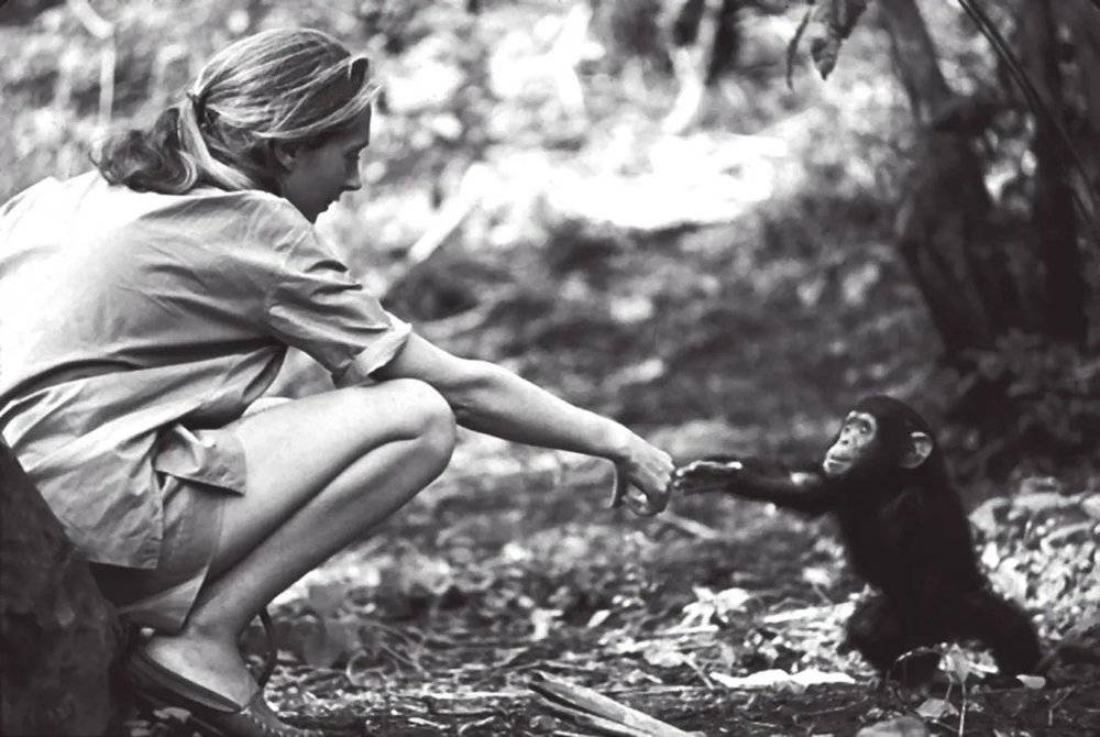 △在野外考察中的珍·古道尔与黑猩猩。/受访者提供<br>