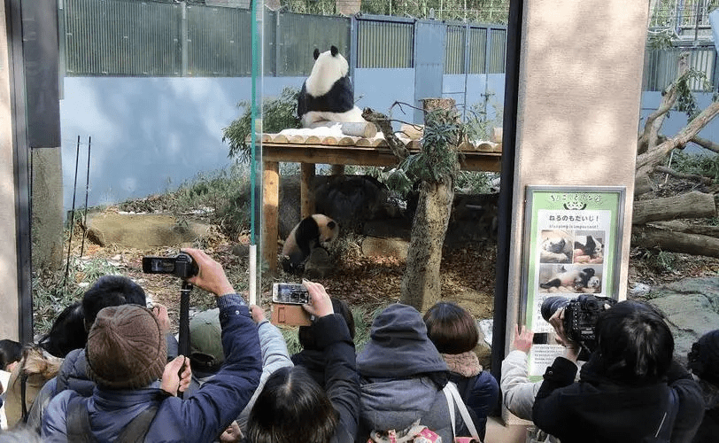 即使是一个背影，旅日熊猫香香也令日本游客痴狂<br label=图片备注 class=text-img-note>