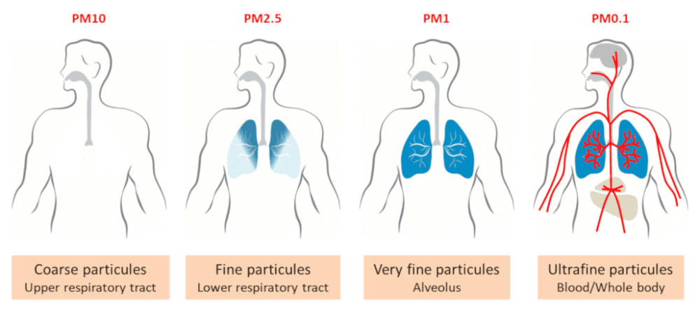 不同大小的颗粒物对健康的影响，图/Nature<br>