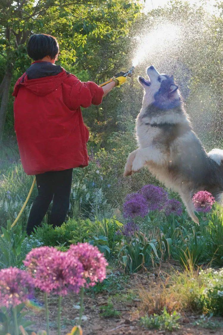 李野野和宠物犬在花园内享受自然。