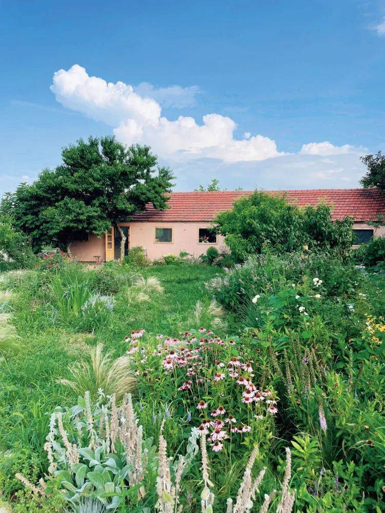 经过改造，原本杂草丛生的小院变成了鲜花盛放的花园。