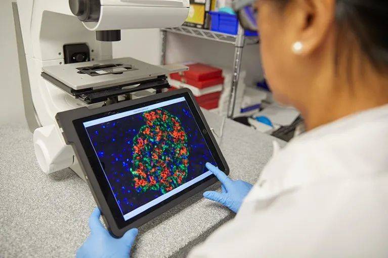 生物科技公司eGenesis改造出了一种可移植到人体内的动物胰岛细胞。来源：Ken Richardson for eGenesis<br>