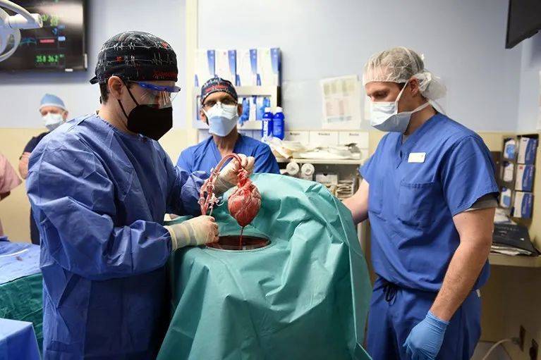 为David Bennett实施手术的马里兰大学外科团队成员正在准备移植用的猪心脏。来源：马里兰大学医学院 / ZUMA<br>