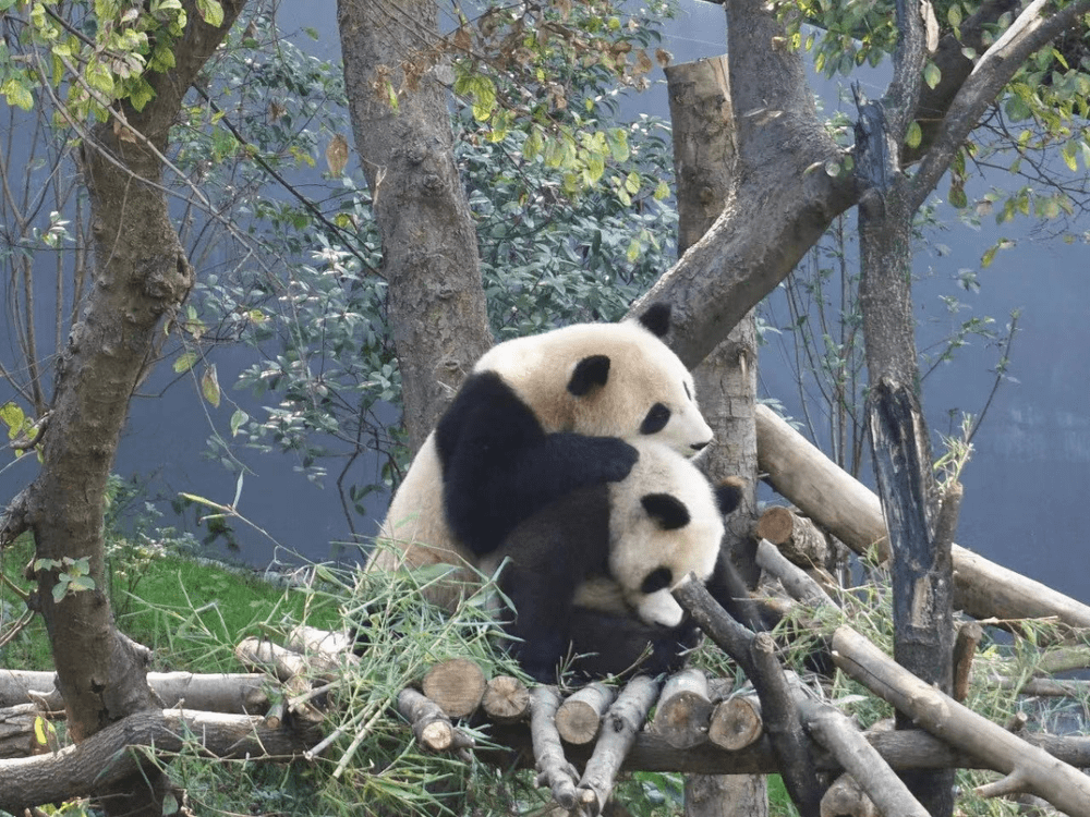▲“熊猫热”带火各地动物园成春游热门目的地。图源｜南京市红山森林动物园<br>