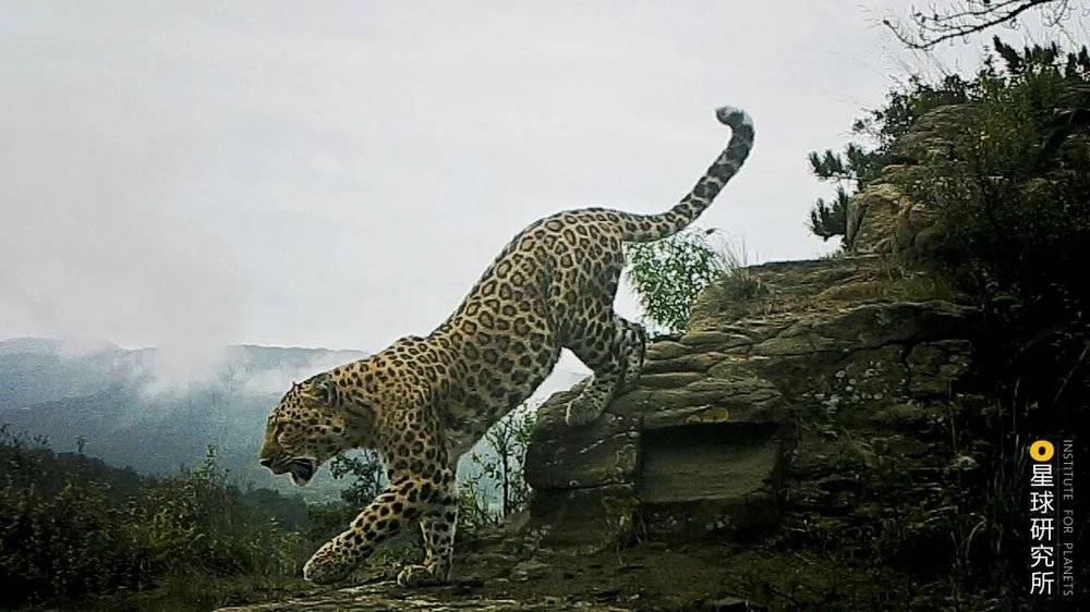 山西和顺的华北豹M13，它是目前太行山这一片最强势的公豹，是母豹F7的儿子。图片来源@猫盟