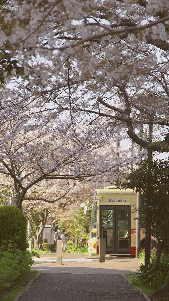 今年日本樱花季的景色（受访者供图）
