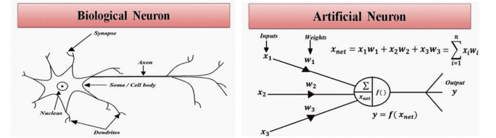 图：生物神经元（左）与人工神经元（右）对比<br>