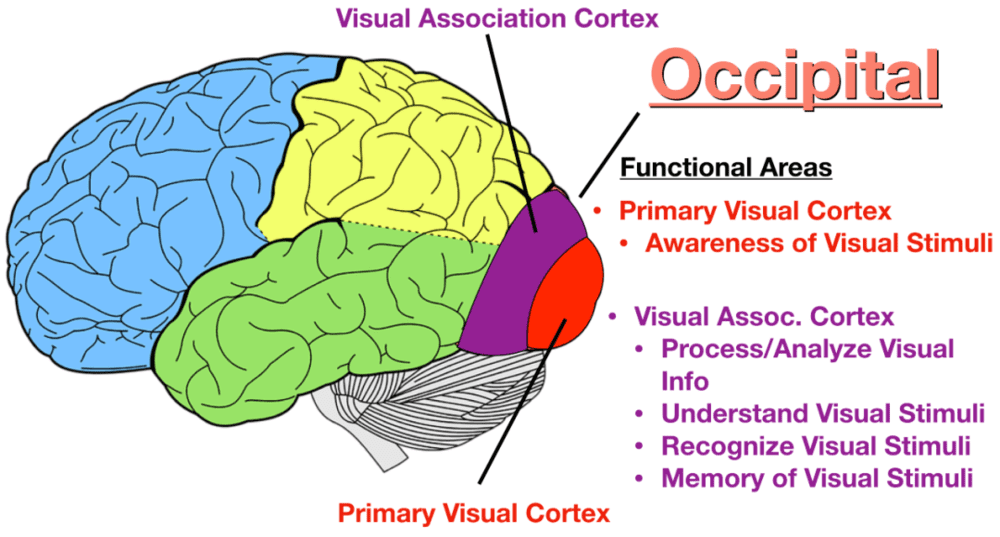 图：大脑皮层中的视觉信号中枢<br>