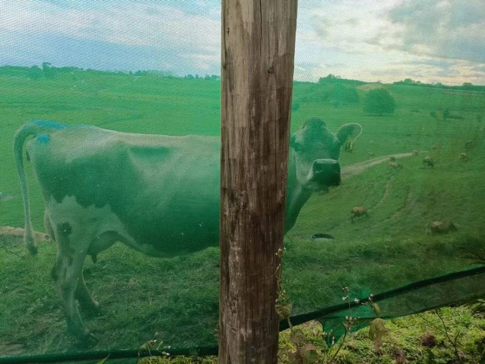 果园隔壁牧场的牛经常围观我们，工作的时候不听歌就听牛叫。受访者供图