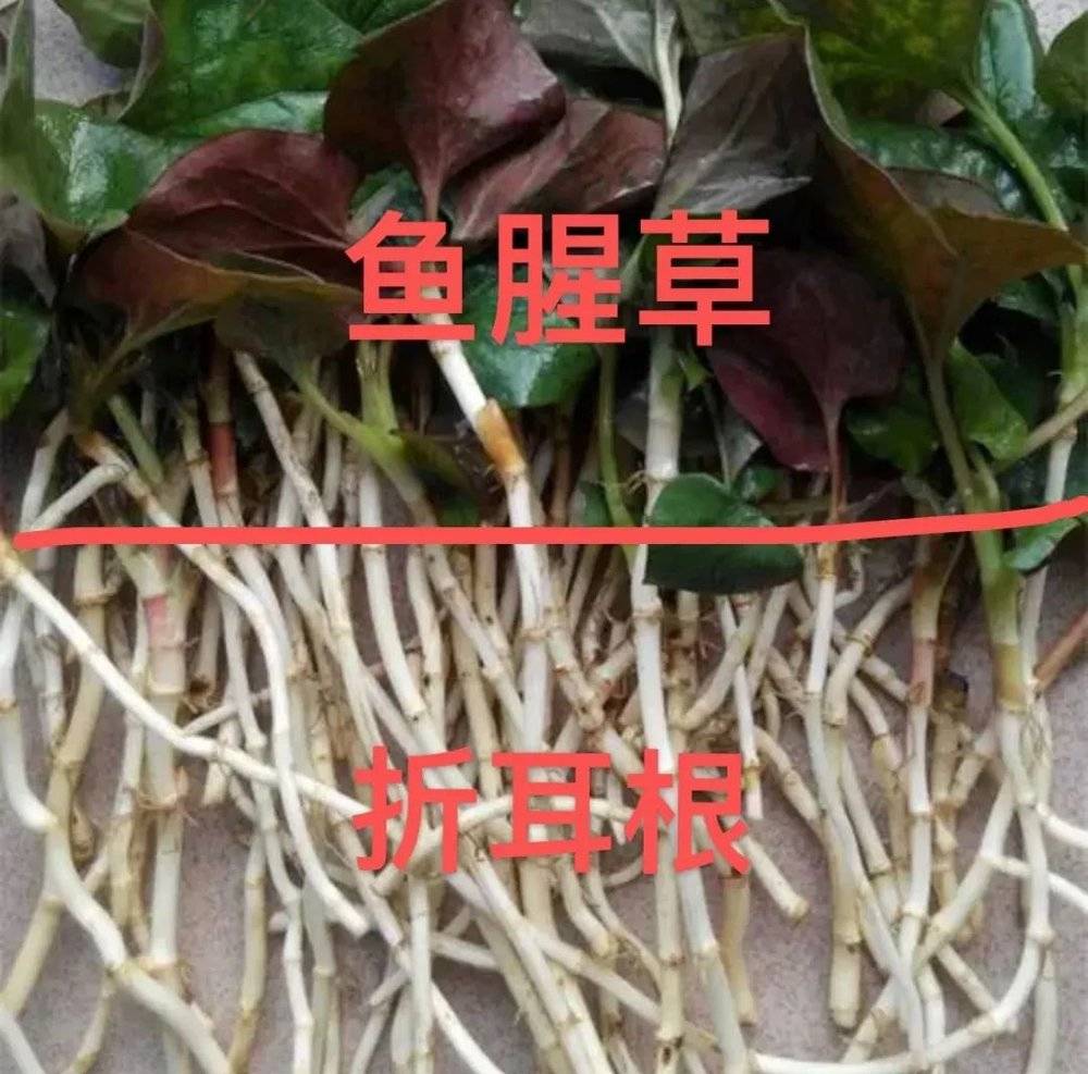 网友的图解折耳根与鱼腥草的关系。其实，这种植物学名“蕺菜”。zhi和ze都是“蕺”的古音，再加上发音时的儿化音，就有了“折耳”之名。图/小红书截图<br>
