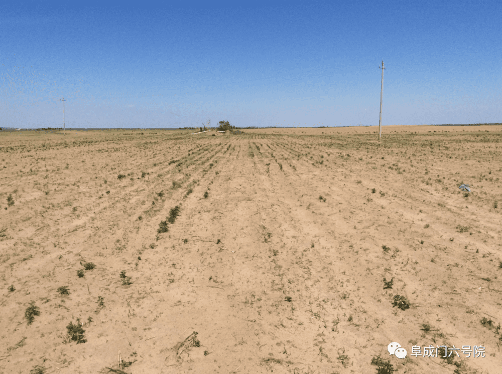 （内蒙古科尔沁沙地2015年6.18沙尘肆虐之处，农田作物基本都被摧毁，笔者摄于阿鲁科尔沁旗哈毕日嘎）  <br>