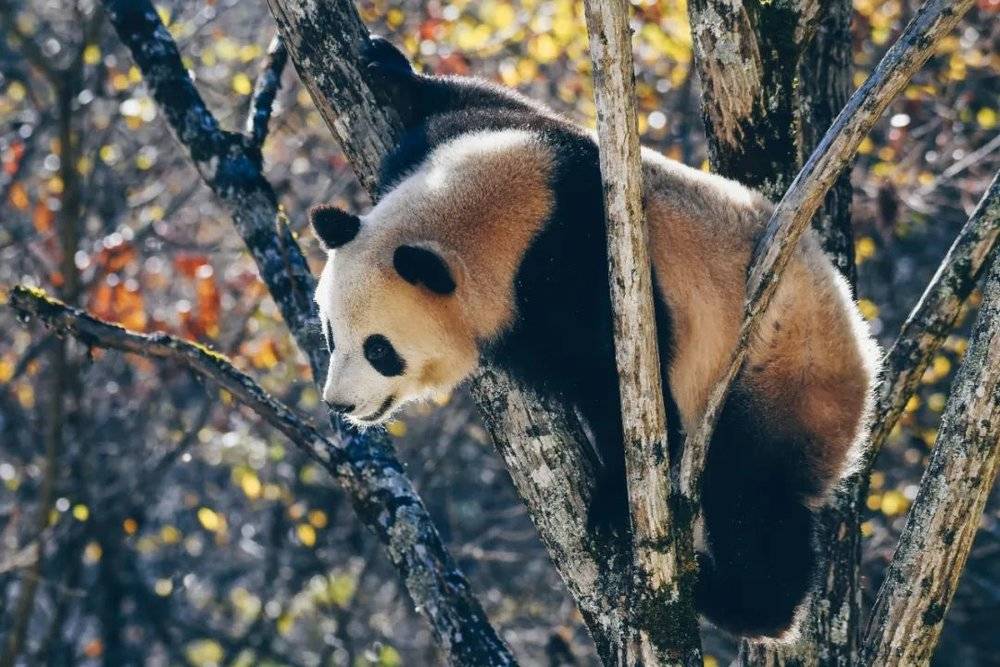 陕西汉中，秦岭四宝的大熊猫。摄影/康辉