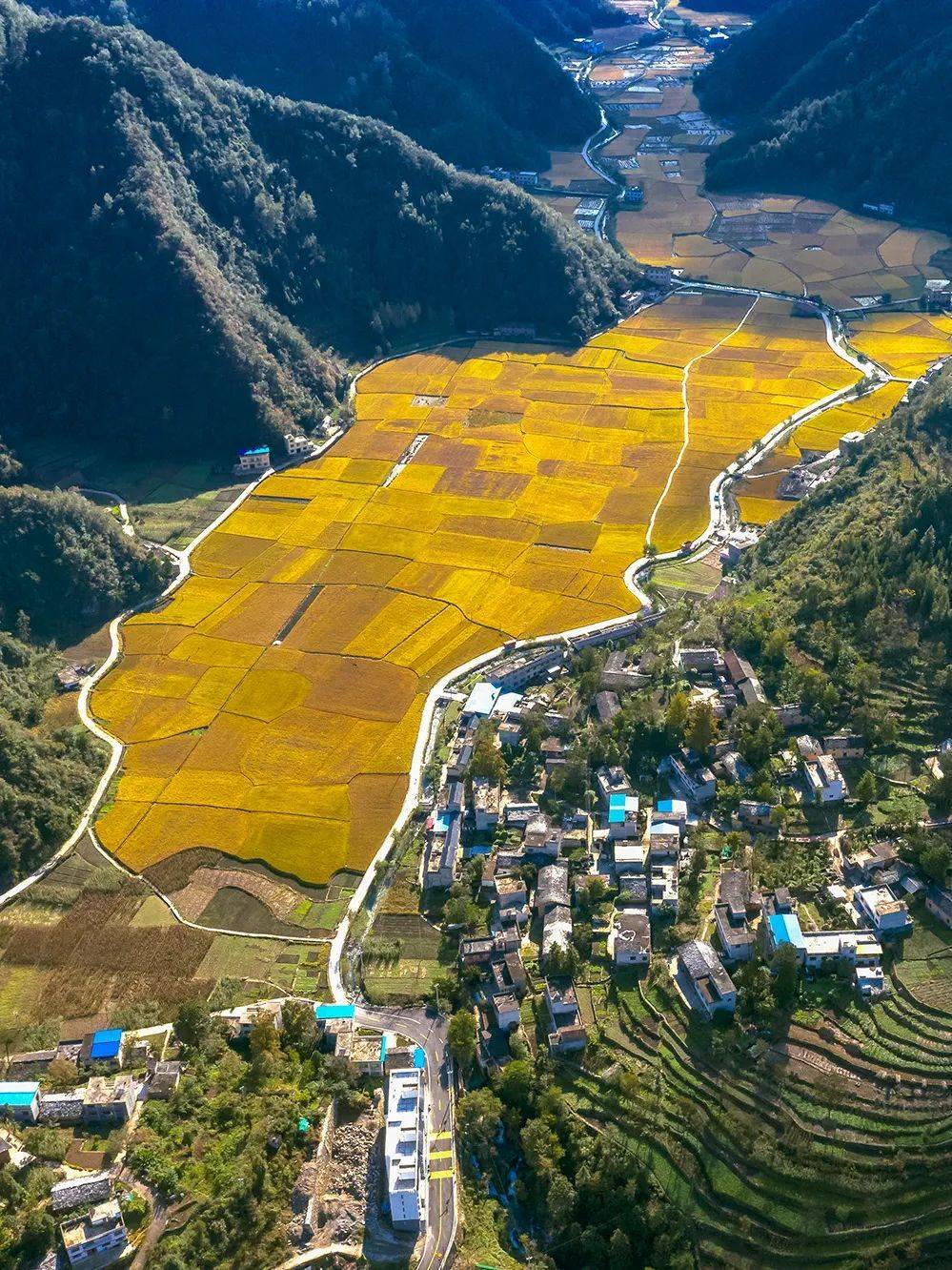 陕西安康秦岭腹地，即将成熟的稻田。摄影/张永锋
