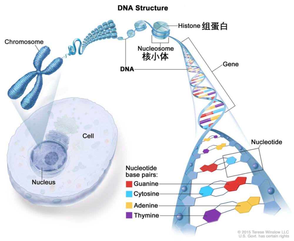 DNA缠绕组蛋白形成核小体<br>