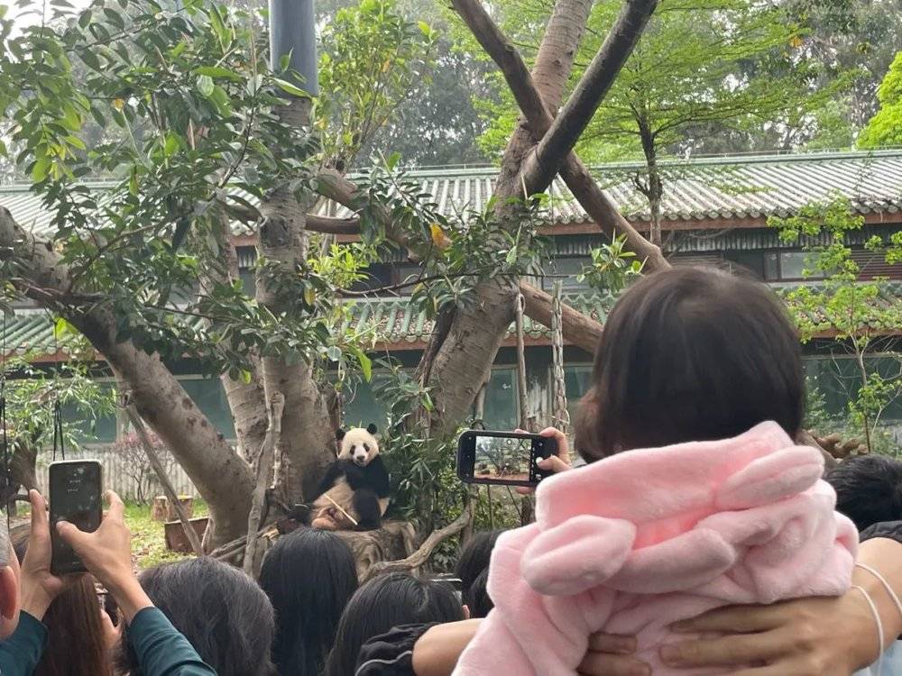 早上9点，广州动物园熊猫馆外场已经挤满了人。/牧羊 摄