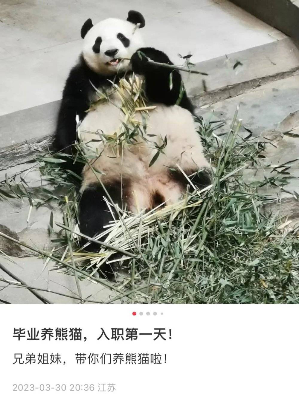现在该熊猫馆已经招到了新饲养员，是畜牧兽医相关专业的本科应届生。/@小李毕业养熊猫