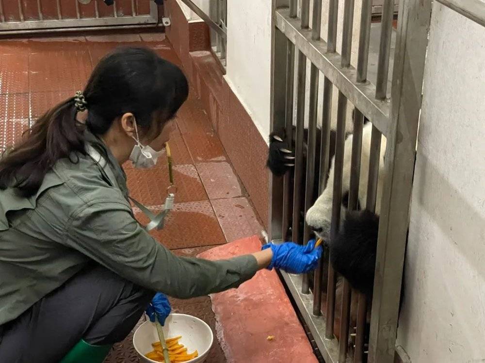 成年大熊猫不可以与保育员零距离接触，阿要在笼边给雅一喂小零食。/牧羊 摄