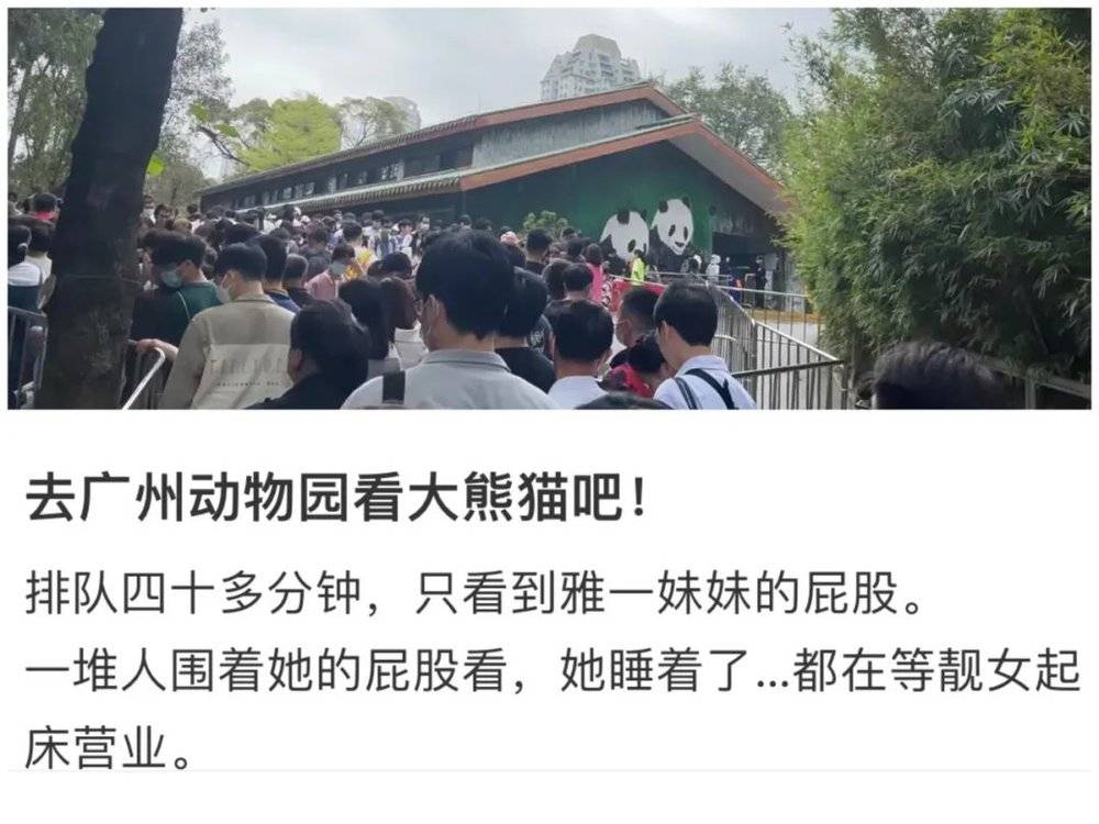 为了看大熊猫，游客们排起长龙，等待时间30分钟起步。/@温柔