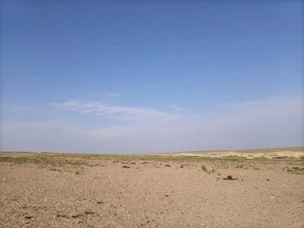 去年夏天，内蒙古草原大部分地区经历了不同程度的干旱，马大哥家的夏季草场状况很不好，不得已把牛羊赶回了冬季草场。图/受访者提供