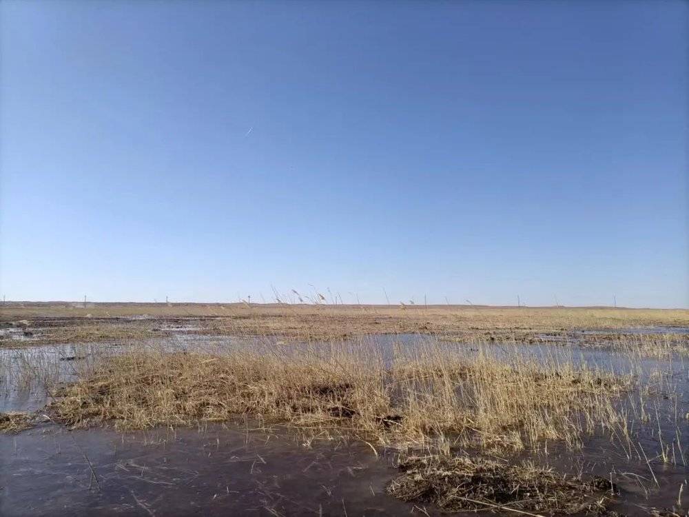 东苏尼特旗的牧民吴大哥家也是有活水水源的好草场。据他的说法，2000年后小河夏季就没水了，最近几年到5月就会断流，这里就是草场上小河的尽头。图/受访者提供