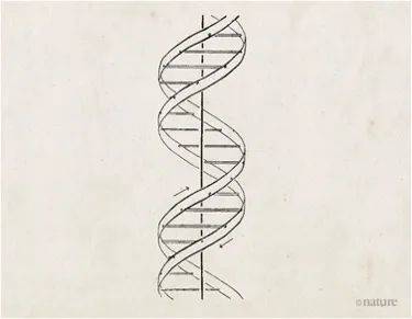 图1 | DNA双螺旋。这是Watson和Crick那篇讨论DNA结构的成名作[1]中的插图，出自Crick的妻子Odile之手。