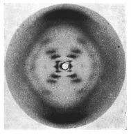 DNA分子双螺旋结构的X射线衍射图像，1952年由Raymond Gosling在与Rosalind Franklin研究DNA结构的工作中拍摄，通常被称为 照片51号；图源：Wikipedia。