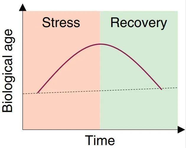 ▲该研究示意图：生理年龄在压力事件期间和压力缓解后的动态变化（图片来源：参考资料[1]）<br label=图片备注 class=text-img-note>