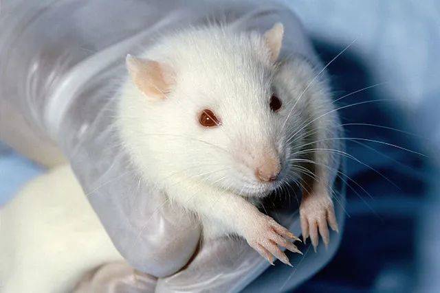 用于实验的大鼠｜Janet Stephens / Wikimedia Commons<br>