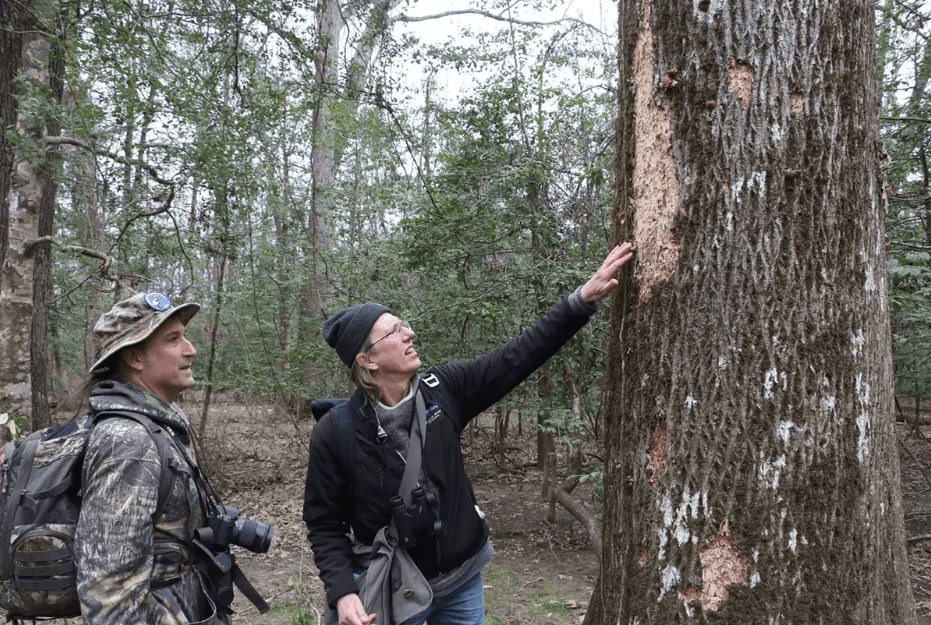 图4: Mark Michaels (图左) 和美国鸟类协会的Steve Latta 查看树上留下的啄木鸟觅食痕迹。<br>