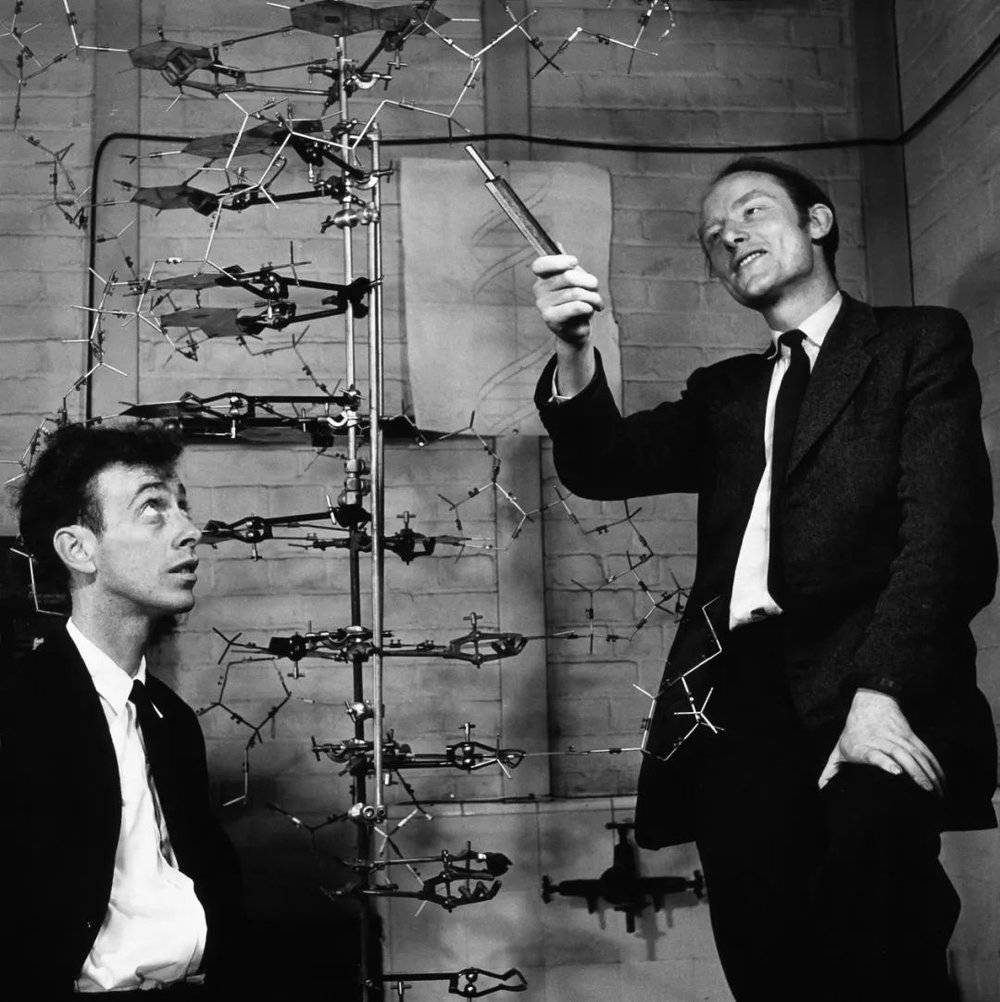 沃森（左）和克里克（右）与他们搭建的DNA模型。图源：Science History Institute/A. Barrington Brown<br>
