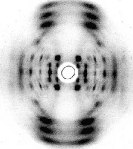 威尔金斯和戈斯林拍摄的DNA X射线衍射图，在那不勒斯会议上，威尔金斯给与会者展示的正是这张照片，摄于1950年<br>