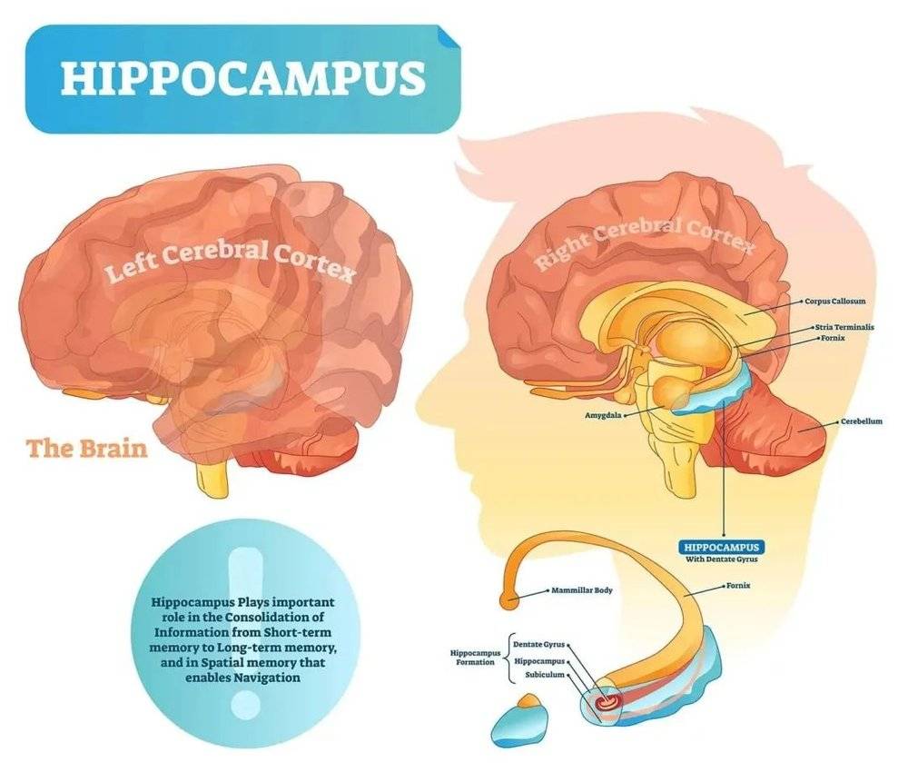 大脑内部的海马体结构，帮助合成不同类型的信息来创造记忆。来自：simplypsychology