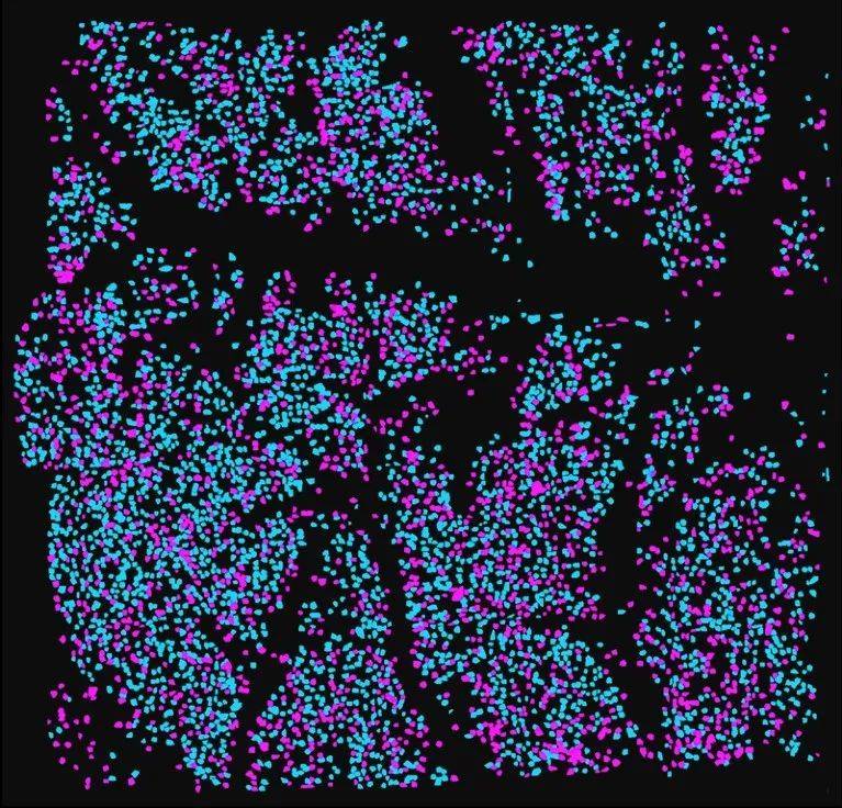 25张连续视野的合成图，显示了2种厚度的共10000个细胞（蓝色，100μm；紫红色，140μm）。图源：W. Zong et al./Cell (CC BY 4.0)<br>