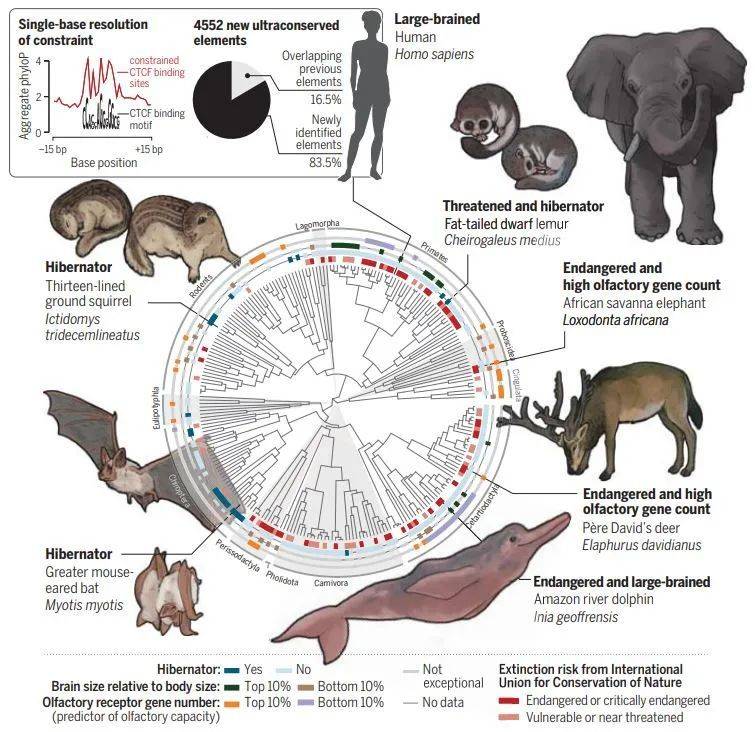 以单碱基分辨率识别哺乳动物基因组中的保守序列（图片来源：参考资料[7]）<br>