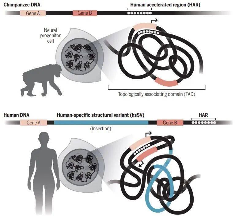 比较人与黑猩猩的HARs：由于结构变异，基因组的折叠方式改变，HARs可调控的基因不同，而这些基因多与大脑发育有关（图片来源：参考资料[5]）<br>