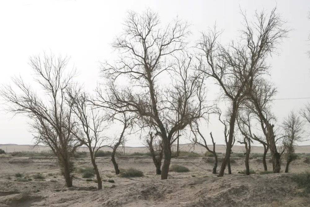 石羊河下游能看到一片片枯死的沙枣树。/王文明 摄<br>