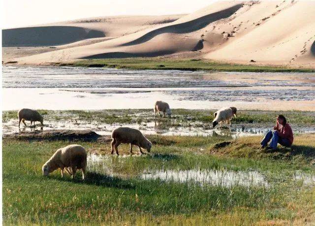 20年前，王文明拍摄过的牧羊美景。如今这里已被黄沙掩埋。/王文明 摄<br>