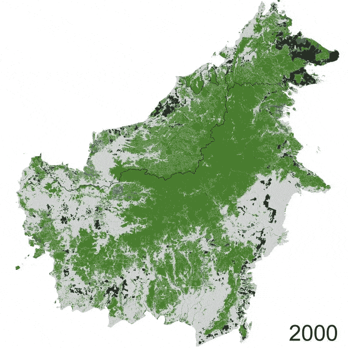 加里曼丹岛森林的覆盖率逐年减少（来源：CGIAR）