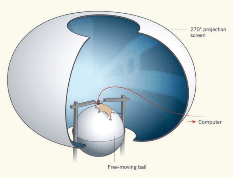 啮齿类动物的虚拟现实装置。引自 Minderer et al. 2016 Nature<br>